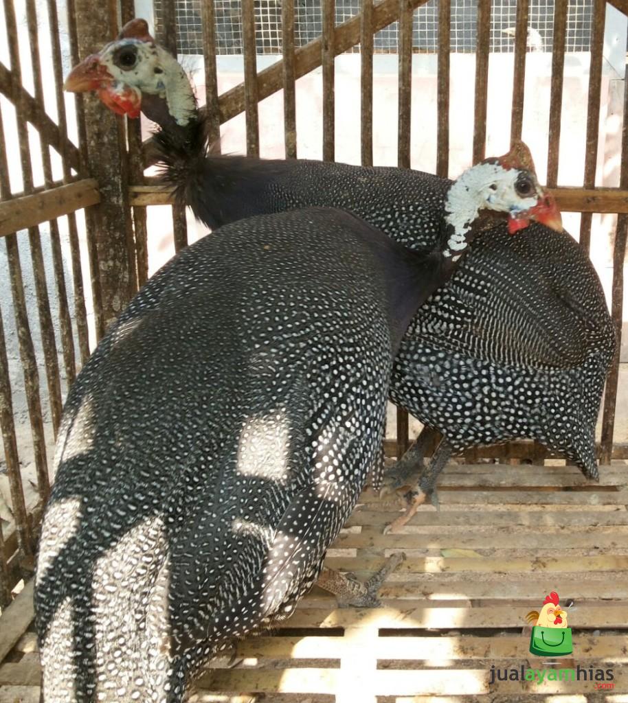 2 Ayam Mutiara Betina Persiapan Berangkat ke Bekasi