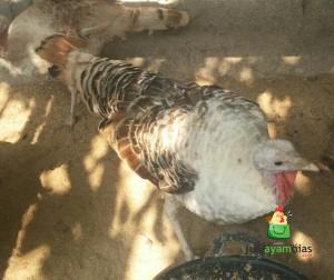 Ayam Kalkun Golden Palm Betina