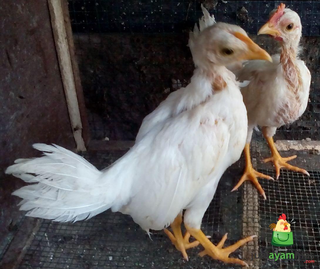 Beberapa Jenis Ayam Hias Umur 1 Bulan Pesananan Pak Rudi di Cimahi Jawa