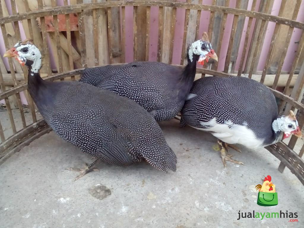 Ayam Mutiara Indukan Persiapan Kirim ke Iwan Rudiawan di Lingkar Selatan Daerah Jambi Selatan
