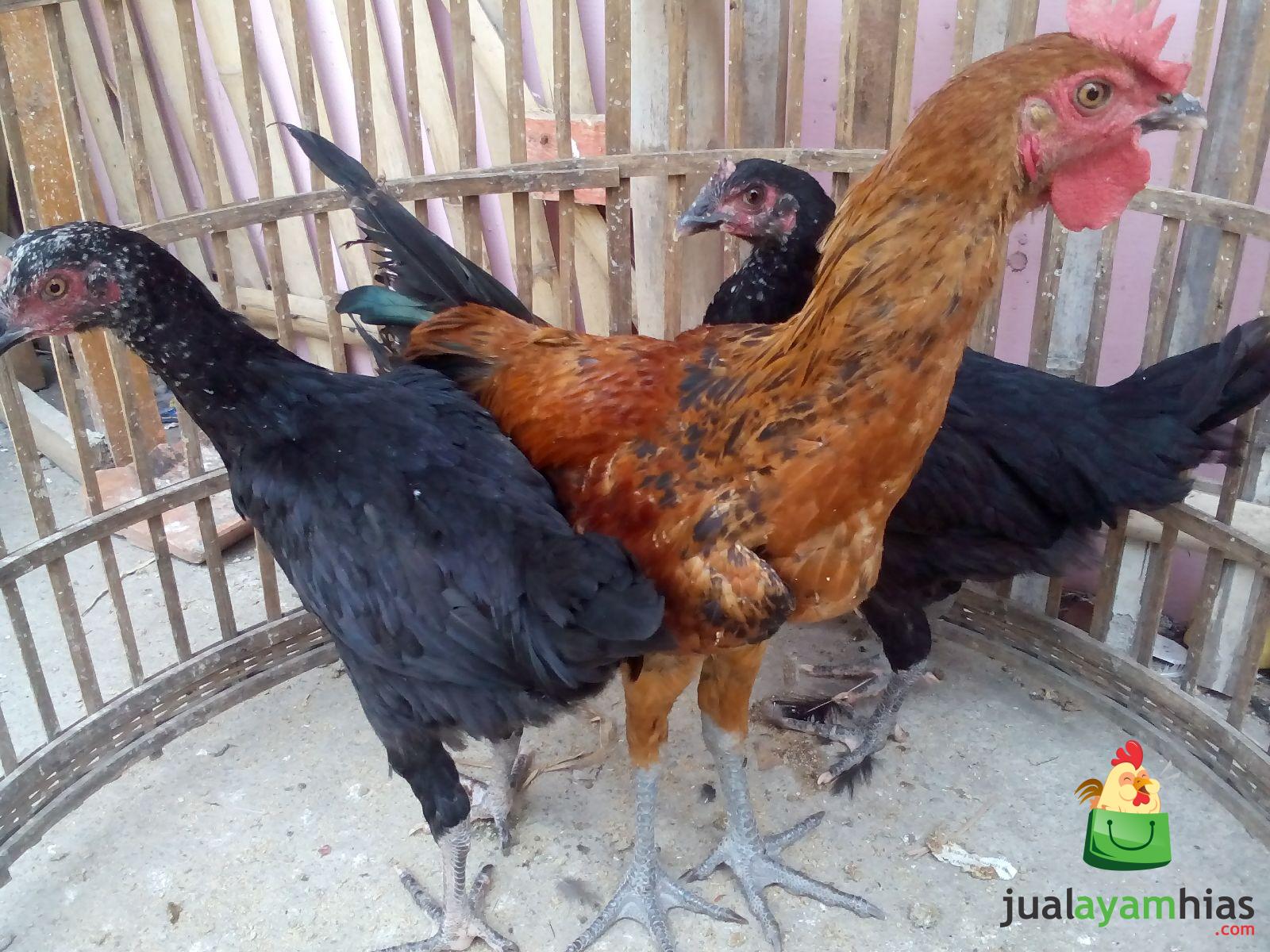 Ayam Pelung Persiapan Kirim ke Iwan Rudiawan di Lingkar Selatan Daerah Jambi Selatan