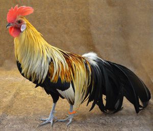 Ayam Pakan Ayam Phoenix Jual Ayam Hias HP : 08564 77 23 888 | BERKUALITAS DAN TERPERCAYA Pakan Ayam Phoenix Cara Pemberian Pakan Ayam Phoenix yang Baik Serta Tata Cara Perawatan Ayam Phoenix yang Mudah