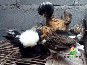 Ayam Polan Umur 2,5 Bulan Sedang Bercengkrama Siap di Kirim
