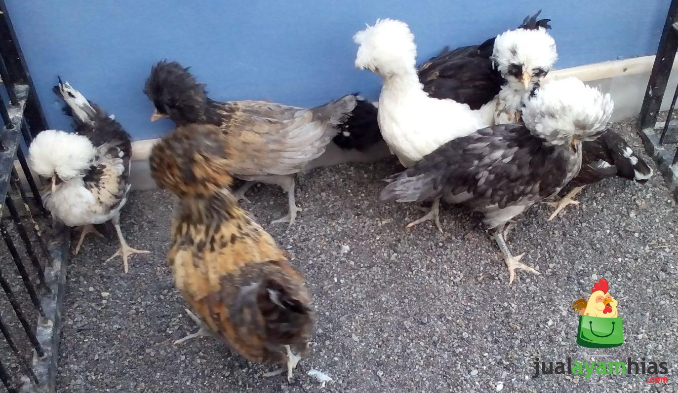 Ayam Poland Umur 2 bulan - Stok Siap Kirim dari Kandang Utama