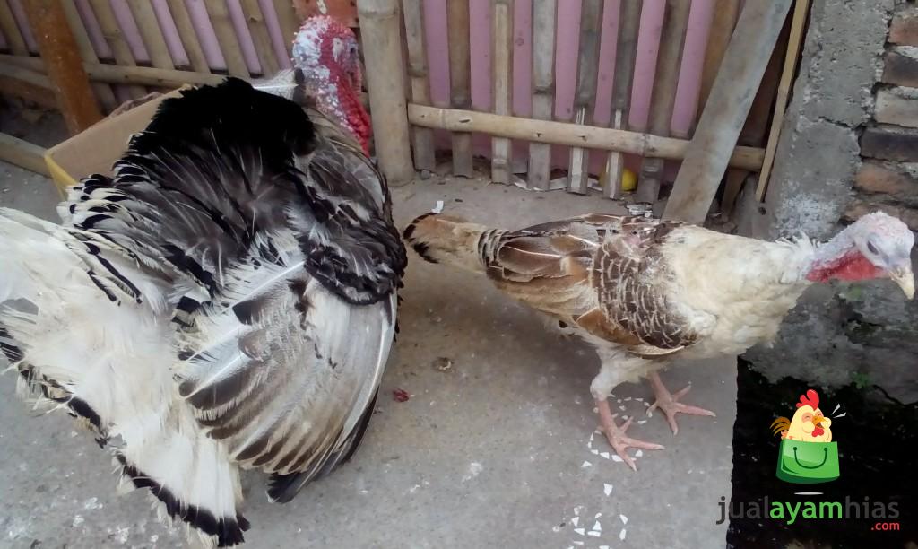 Indukan Ayam Kalkun Golden Palm Betina dan Ayam Kalkun Royal Betina Siap Kirim ke Ibu Srikomala di Koja Daerah Jakarta Utara
