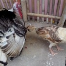 Indukan Ayam Kalkun Golden Palm Betina dan Ayam Kalkun Royal Betina Siap Kirim ke Ibu Srikomala di Koja Daerah Jakarta Utara