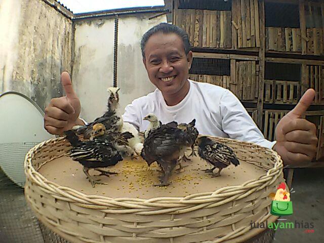Pak Aliyanto Suskes Menetaskan Telur Ayam Hias