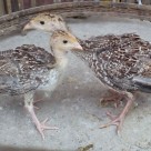 Sepasang Ayam Kalkun Jenis Bronze Umur 1,5 Bulan Persiapan Kirim ke Bapak Okky di Ciledug Tangerang Daerah Banten