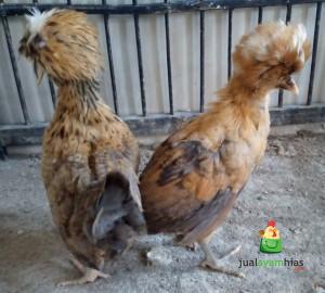Sepasang Ayam Polan Warna Kuning Umur 2 Bulan
