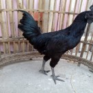 Bulu Ayam Cemani berwarna hitam