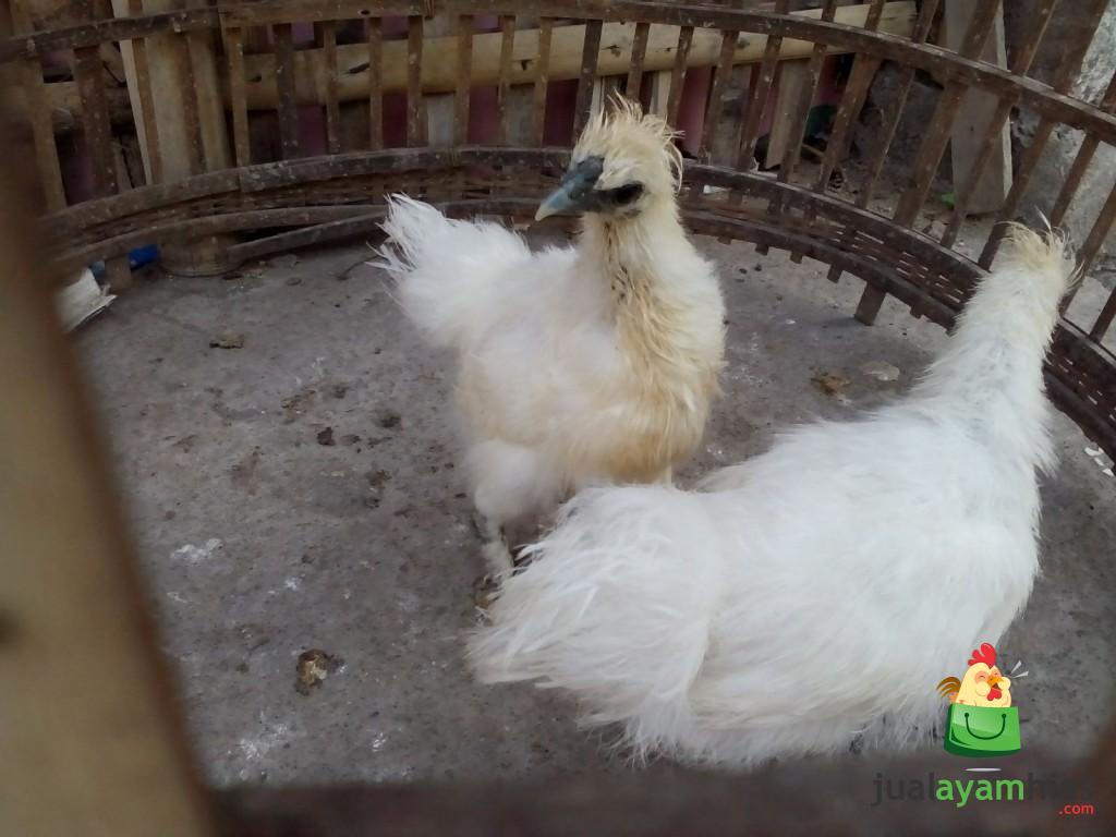 Ayam Kapas Umur 3 Bulan Pesanan Pak Yusuf di Cianjur Jawa Barat