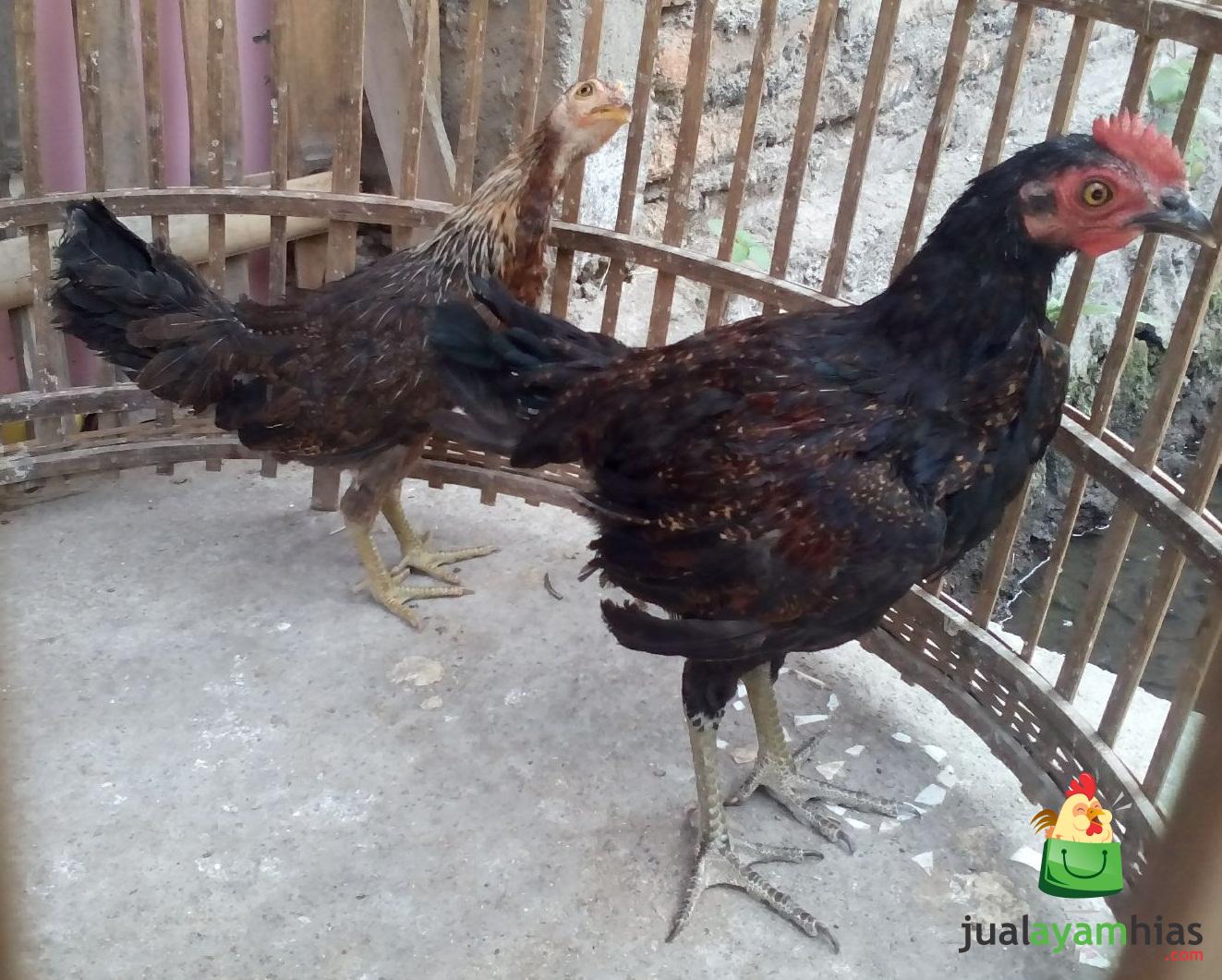 Ayam Ketawa umur 3 Bulan Pesanan Pak Rindang di Bekasi