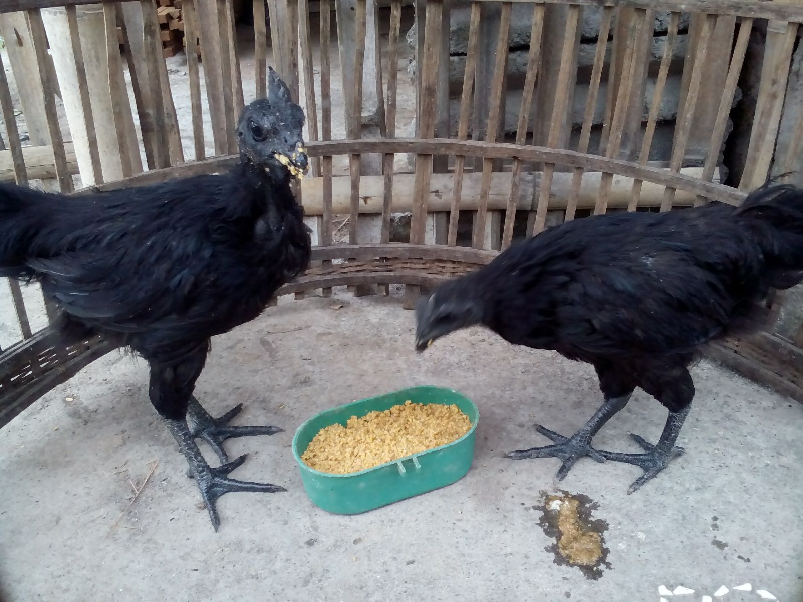 Ayam Cemani Umur 4 Bulan Pesanan Ibu Siti Muawanah di Boyolangu Tulung Agung Jawa Timur