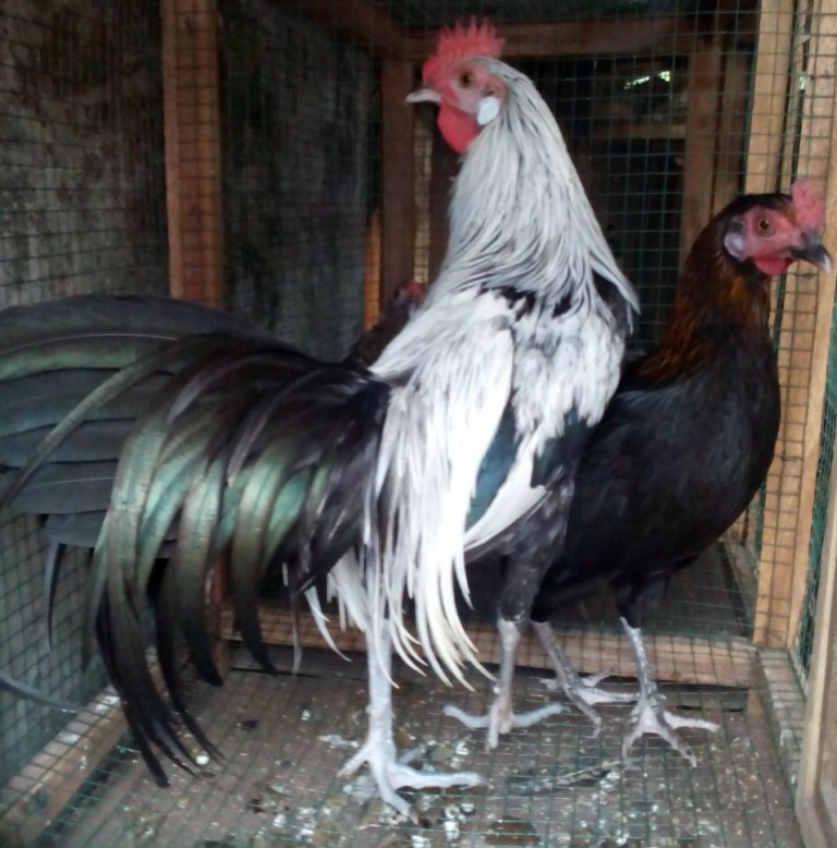 Ayam Phoenix Dewasa