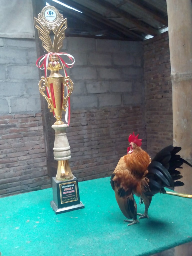 Ayam Serama Juara 2 Jual Ayam Hias HP : 08564 77 23 888 | BERKUALITAS DAN TERPERCAYA Ayam Serama Juara