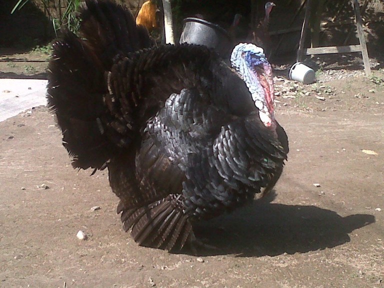 Kalkun Black Spanish