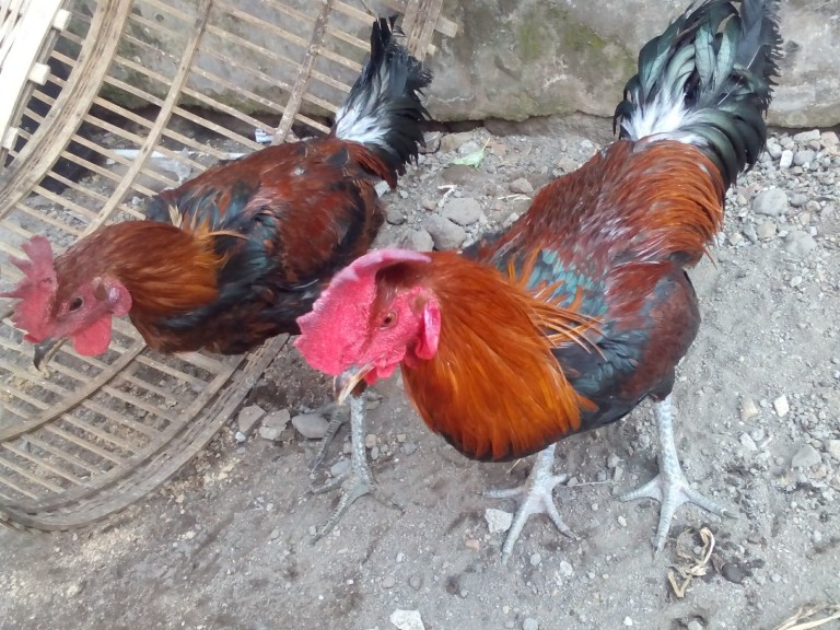 Ayam Pelung Indukan
