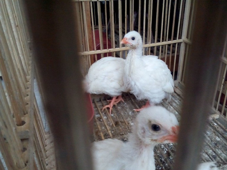 Angkatan Pertama Penetasan Ayam Mutiara Putih dalam Musim Hujan Kali Tahun 2015