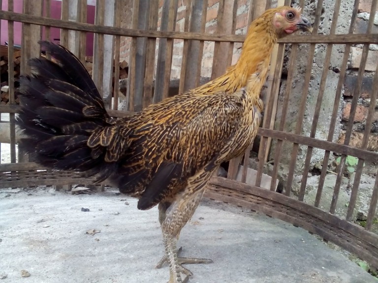 Ayam Pelung Betina Persiapan Kirim ke Pekanbaru