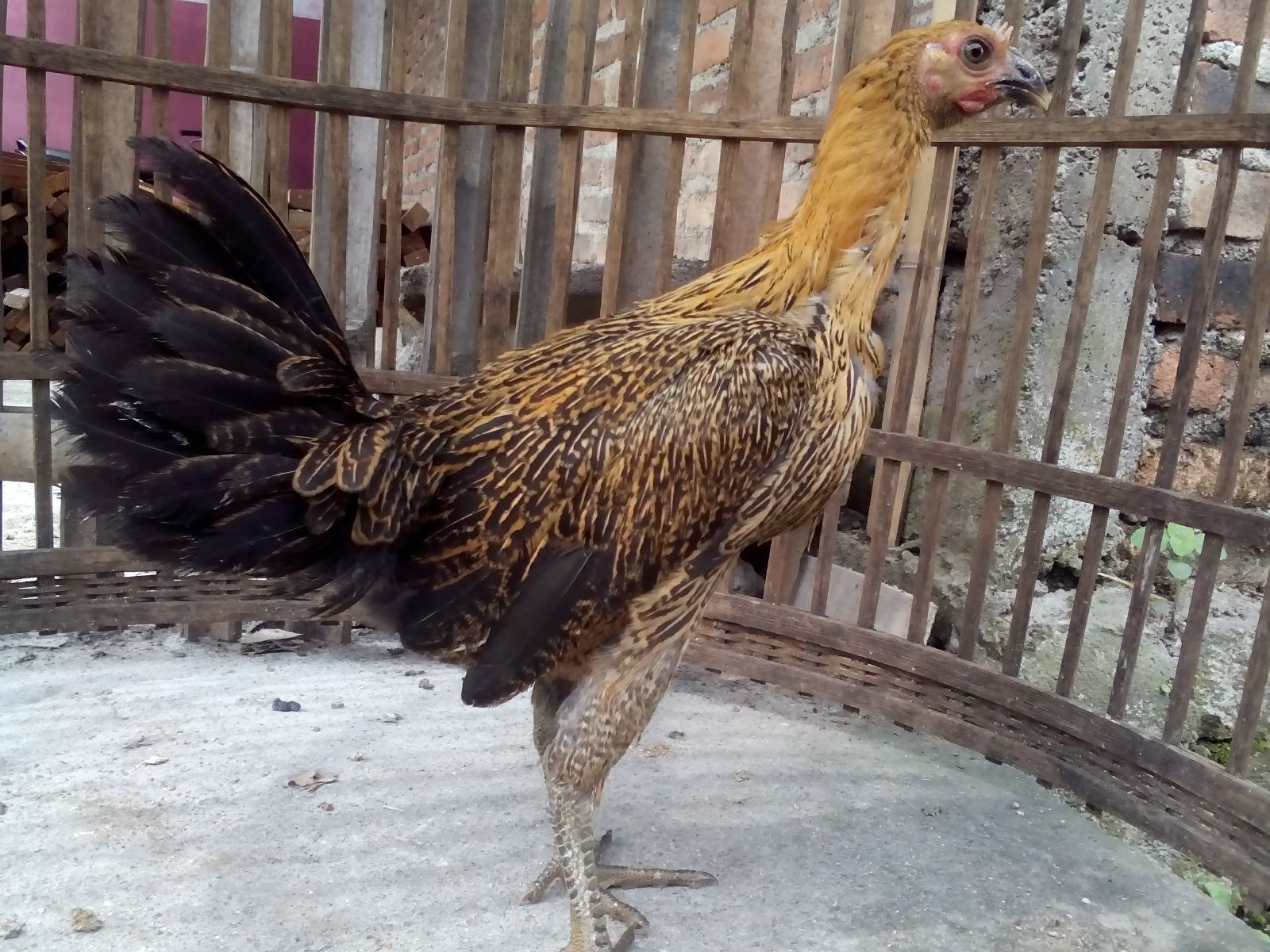 img 20151222 wa0004 Jual Ayam Hias HP : 08564 77 23 888 | BERKUALITAS DAN TERPERCAYA Ayam Pelung Betina Persiapan Kirim ke Pekanbaru