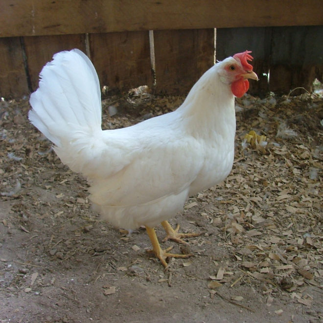 white leghorn Jual Ayam Hias HP : 08564 77 23 888 | BERKUALITAS DAN TERPERCAYA 4 Penyakit yang Sering Menyerang Ayam