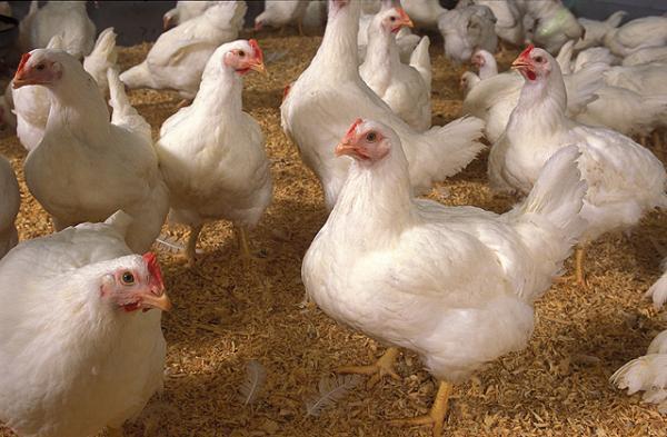 Ayam Buras Pedaging Jual Ayam Hias HP : 08564 77 23 888 | BERKUALITAS DAN TERPERCAYA Mempelajari Kebutuhan Nutrisi dan Jenis Pakan Ayam Pedaging