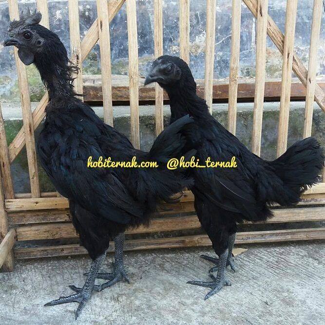 Ayam Cemani Umur 3 Bulan Pesanan Bapak Fatur di Sidoarjo