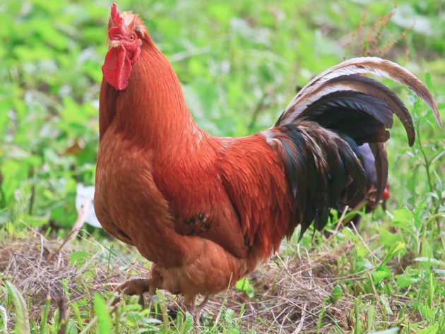 Ayam Kampung 1 Jual Ayam Hias HP : 08564 77 23 888 | BERKUALITAS DAN TERPERCAYA Kandang yang Baik untuk Beternak Ayam Kampung