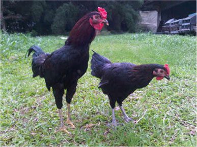 Ayam Kampung 3 Jual Ayam Hias HP : 08564 77 23 888 | BERKUALITAS DAN TERPERCAYA Memelihara Pejantan Ayam Kampung Untuk Tujuan Konsumsi