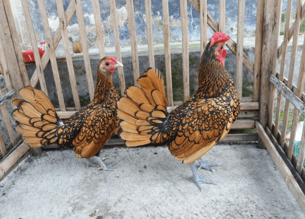 Galeri Foto Terbaru: Pesona Ayam Batik Kanada Coklat Gold