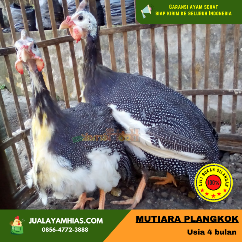 Ayam Mutiara Plangkok Umur 4 Bulan | image 1