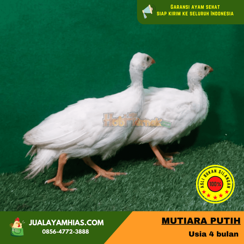 Ayam Mutiara Putih Umur 4 Bulan | image 2
