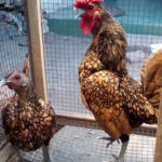 Ayam Batik Kanada Dewasa 18 Jual Ayam Hias HP : 08564 77 23 888 | BERKUALITAS DAN TERPERCAYA Galeri Foto