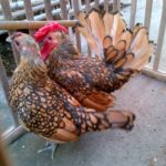 Ayam Batik Kanada Dewasa 21 Jual Ayam Hias HP : 08564 77 23 888 | BERKUALITAS DAN TERPERCAYA Galeri Foto