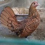 Ayam Batik Kanada Dewasa Betina Jual Ayam Hias HP : 08564 77 23 888 | BERKUALITAS DAN TERPERCAYA Galeri Foto