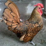 Ayam Batik Kanada Indukan Jual Ayam Hias HP : 08564 77 23 888 | BERKUALITAS DAN TERPERCAYA Galeri Foto