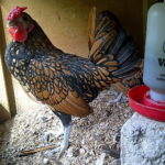 Ayam Batik Kanada Jantan 7 Bulan