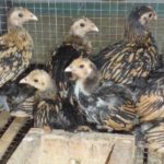 Ayam Batik Kanada Umur 2 Bulan Jual Ayam Hias HP : 08564 77 23 888 | BERKUALITAS DAN TERPERCAYA Galeri Foto