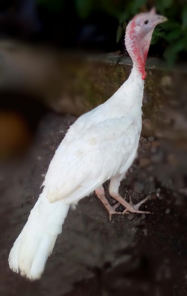 Ayam Kalkun White Holland Turkey Umur 5 Bulanan