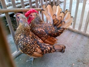 Ayam Batik Kanada Dewasa