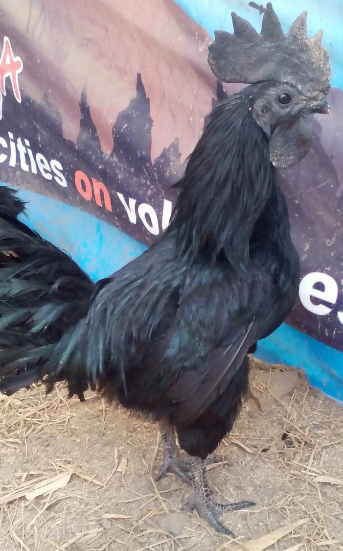 Ayam Cemani Dewasa Jantan