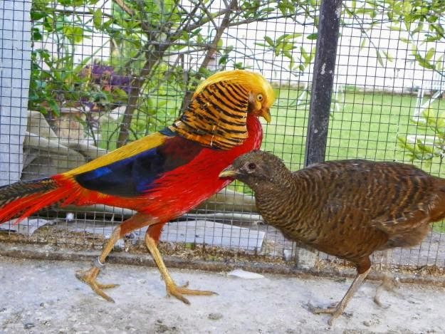 Ayam Hias Golden Pheasant (ayam pegar emas)
