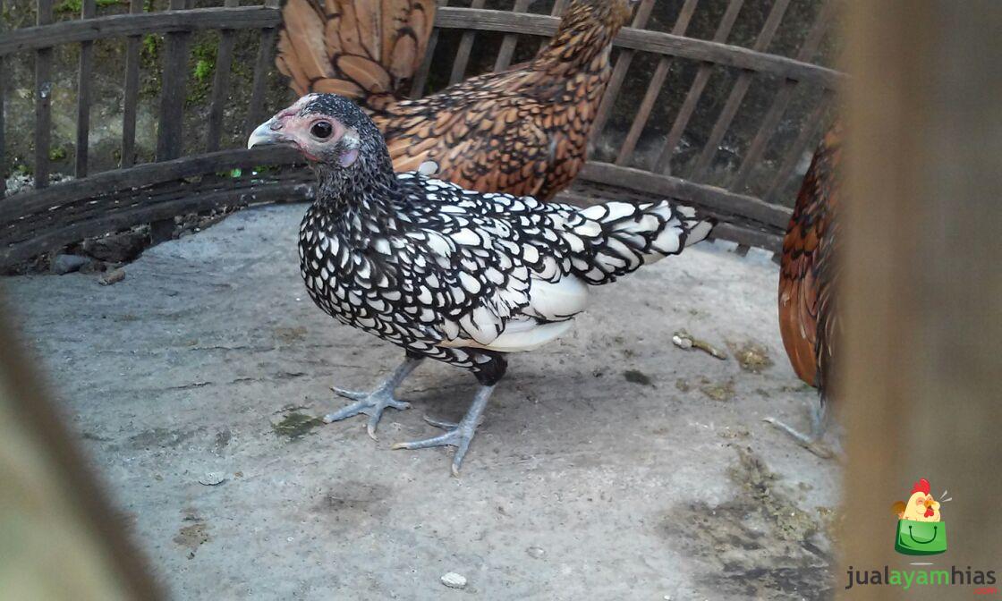 Ayam Batik Itali 4 Bulan Pesanan Bapak Sugiarto di Bekasi