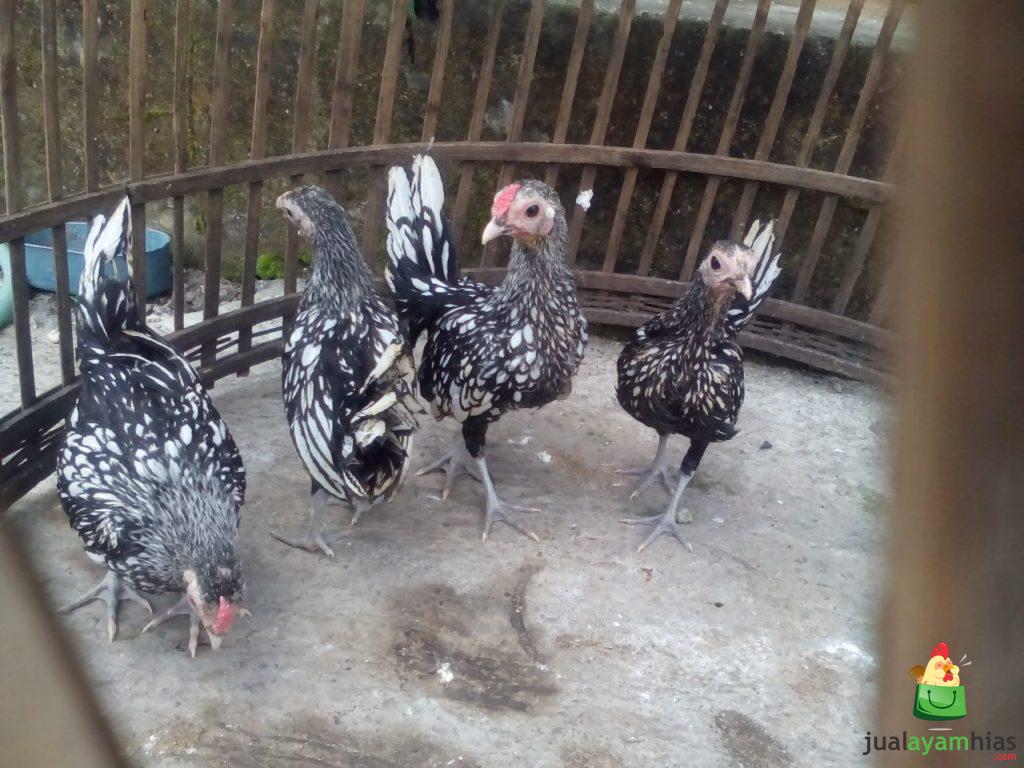 Ayam Batik Itali Umur 2,5 Bulan Pesanan Bapak Zainal di Jambi