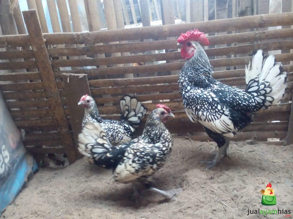 Ayam Batik Itali indukan Pesanan Bapak Edi di Prabumulih