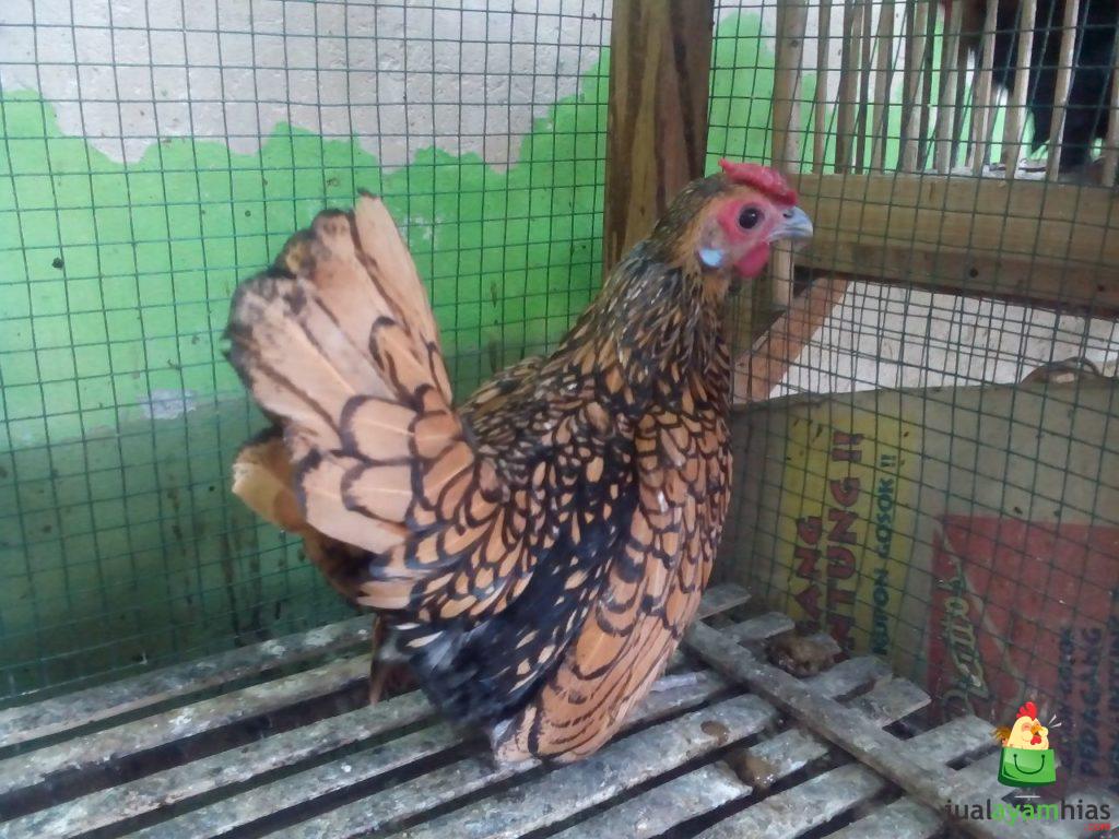 Ayam Batik Kanada 7 Bulan Pesanan Bapak Amir di Surabaya