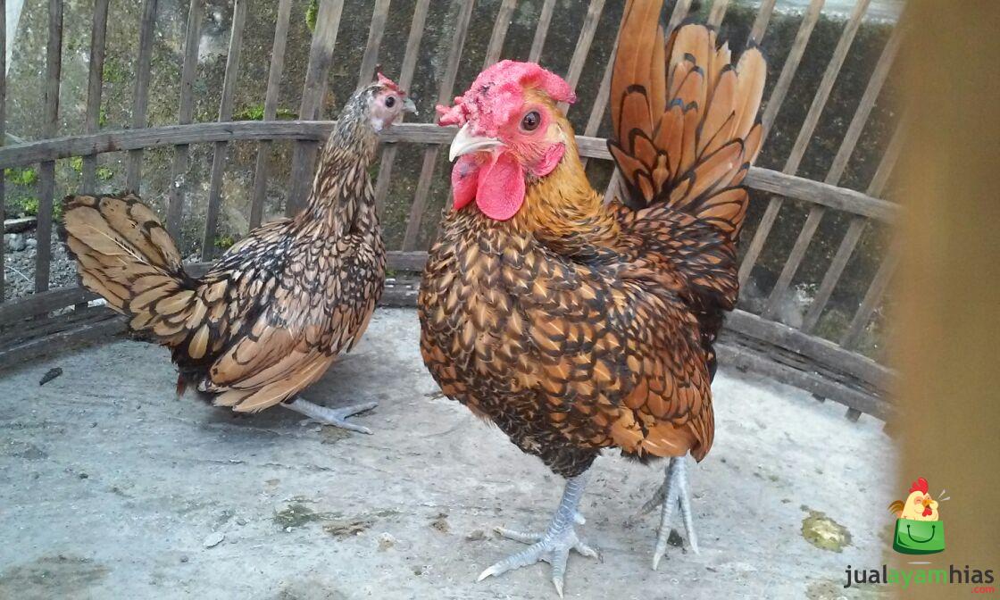Ayam Batik Kanada Dewasa Siap Produksi Pesanan Pak Sugiarto di Bekasi