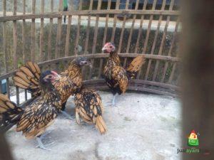 Pengiriman Ayam Polan Pesanan Mas Hario di Surabaya