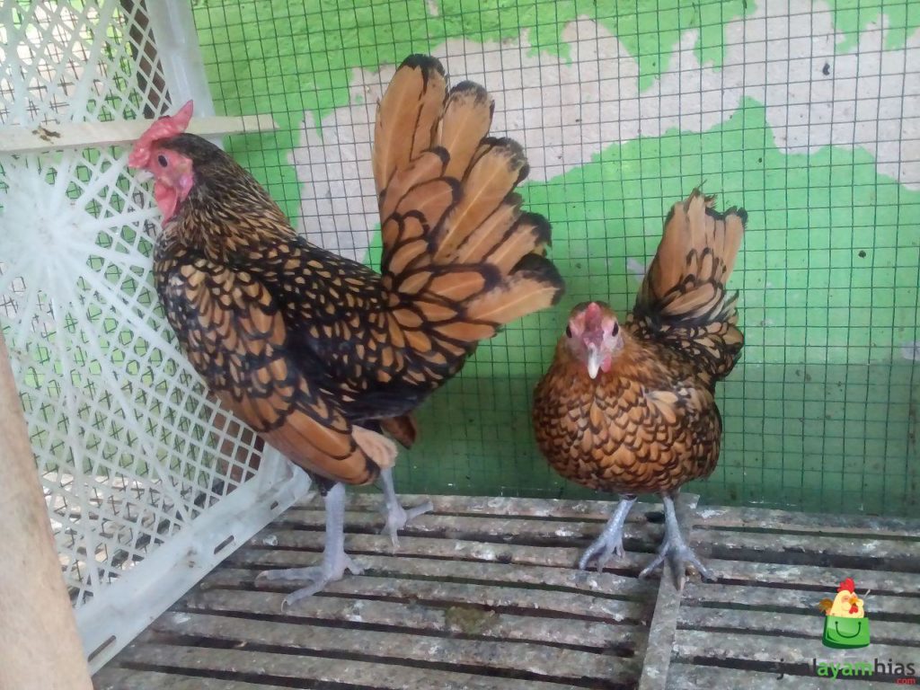 Ayam Batik Kanada Usia 6,5 Bulan Pesanan Bapak Baihaqi di Bekasi