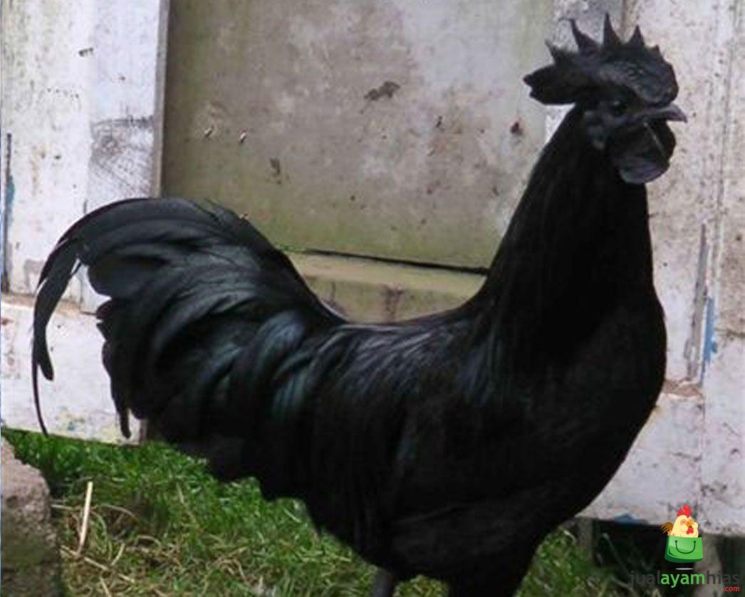 Fenomena Ayam Cemani Darah Hitam Maupun Ayam Cemani Lidah Hitam | Seekor ayam cemani hitam dewasa